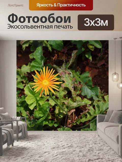 Фотообои оранжевый цветок герберы