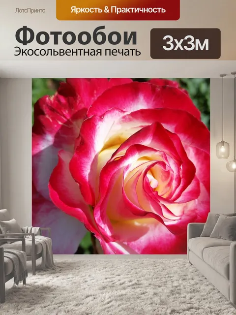 Фотообои Роза