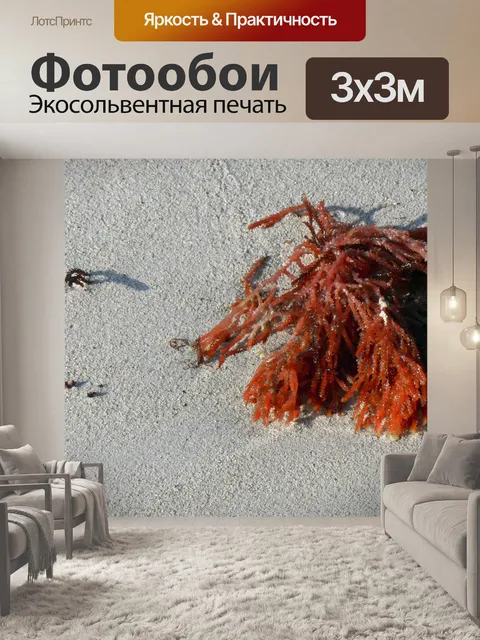 Фотообои Водоросли Rhodophyta