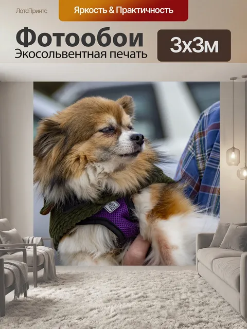 Фотообои длинные волосы чихуахуа