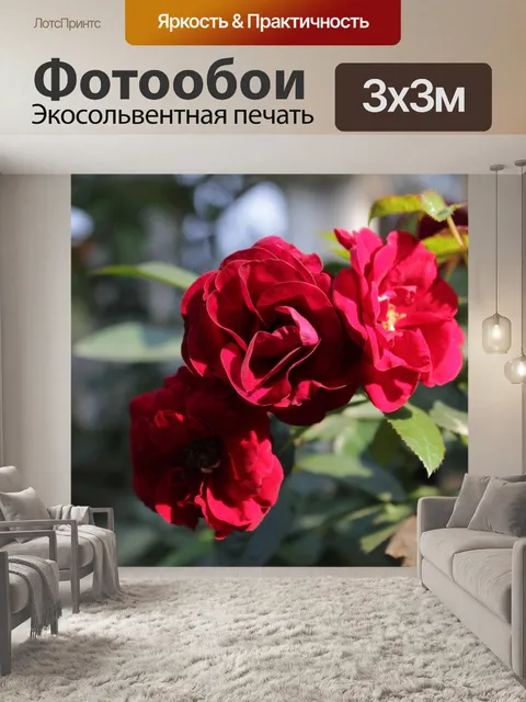 Фотообои Роза