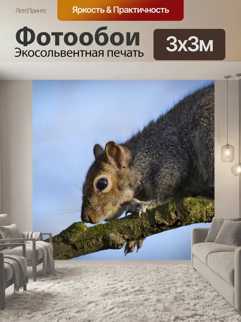 Фотообои Серые Белки Sciurus carolinensis