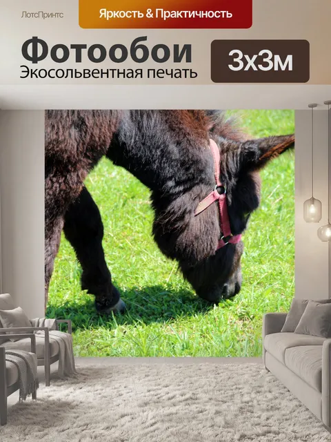 Фотообои Браун Осел Крупным планом