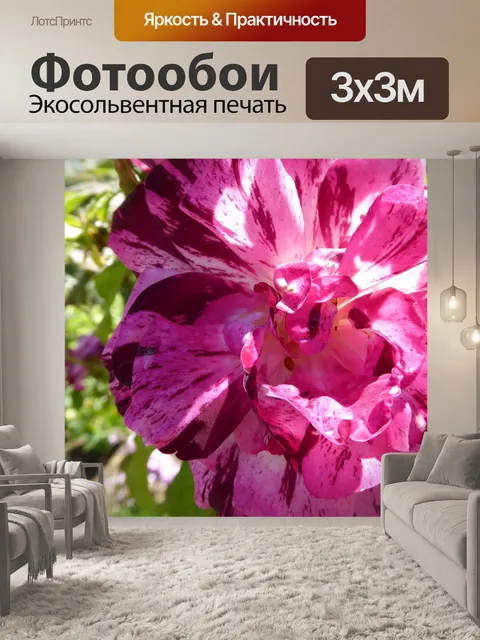 Фотообои Крупным планом ярко-розовый цветок