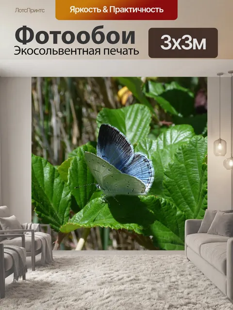 Фотообои Голубая бабочка