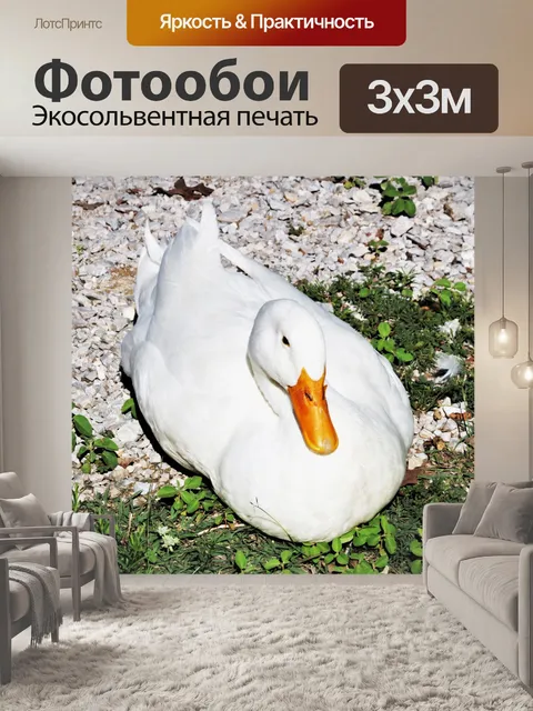 Фотообои Белая утка отдыхает на берегу озера