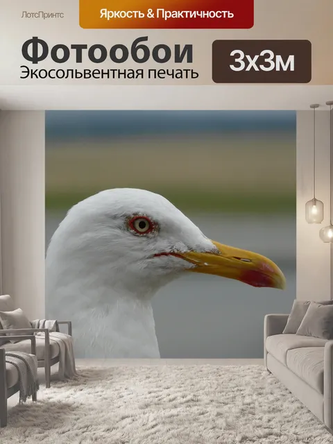 Фотообои Чайка