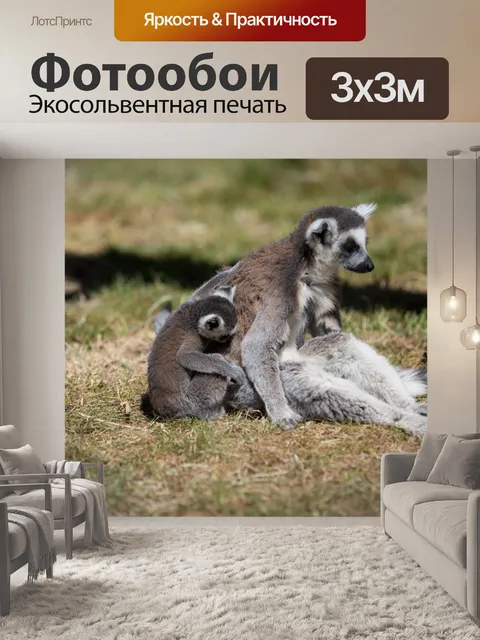 Фотообои Кошачий лемур
