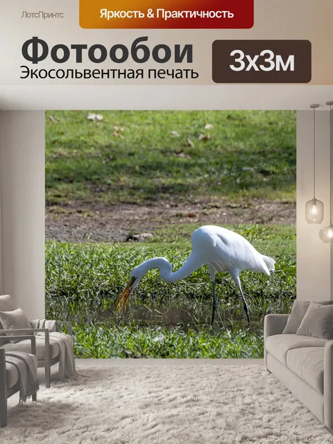 Фотообои Большая белая цапля