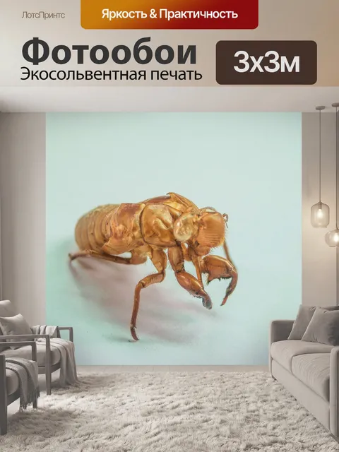 Фотообои коричневая цикада