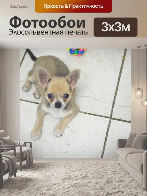 Фотообои Чихуахуа