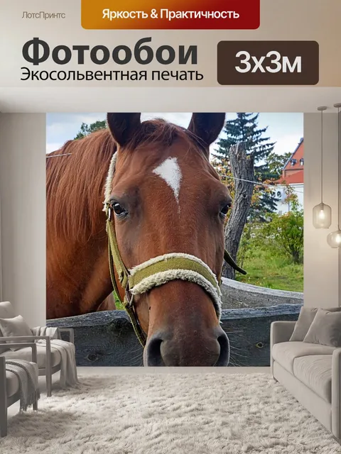 Фотообои Лошадь
