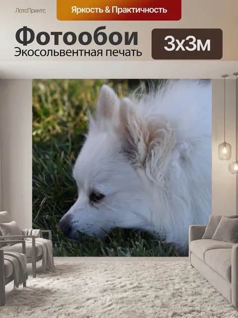 Фотообои Белый шпиц в золотом свете