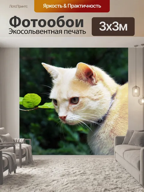Фотообои Кот