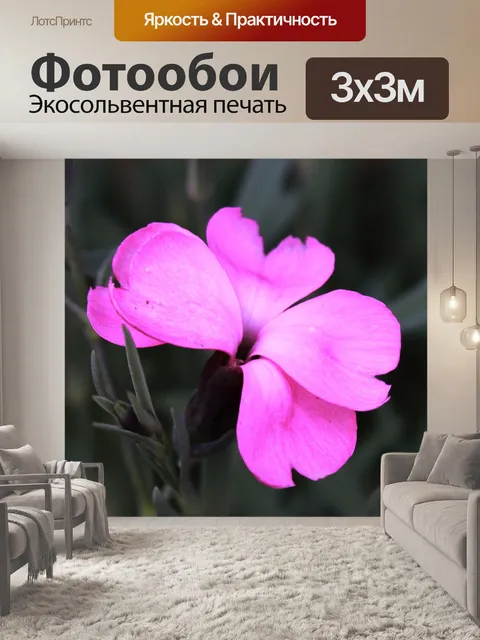 Фотообои Цветок