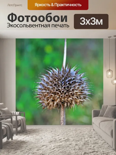 Фотообои сухой помпон сорняков