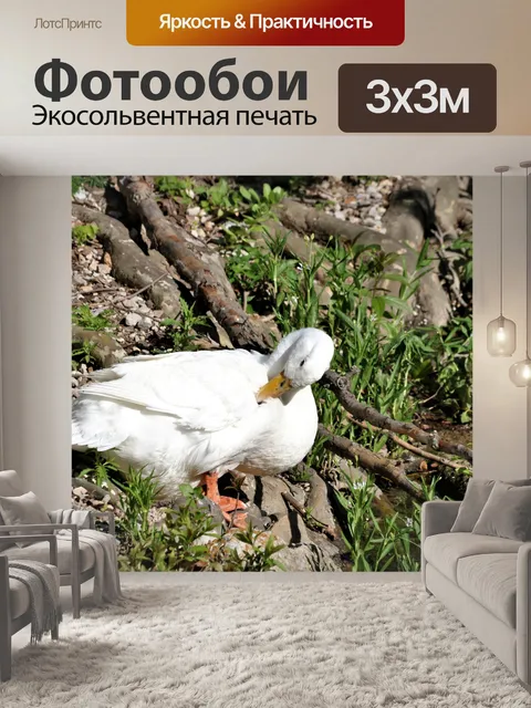 Фотообои Белая утка
