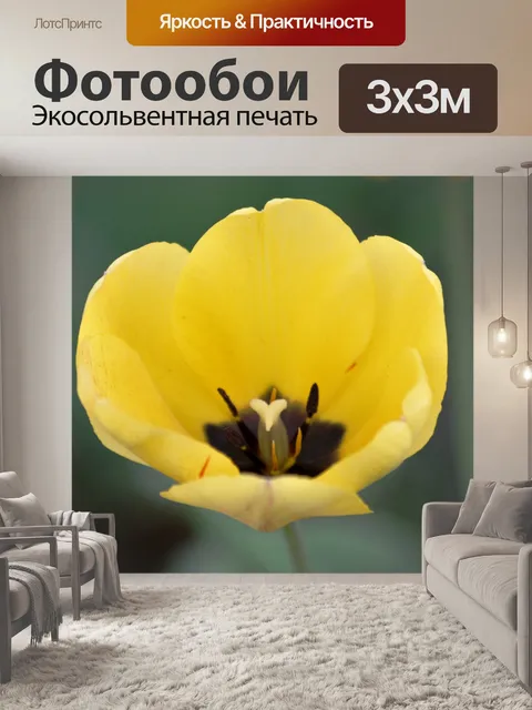 Фотообои Желтый тюльпан крупным планом
