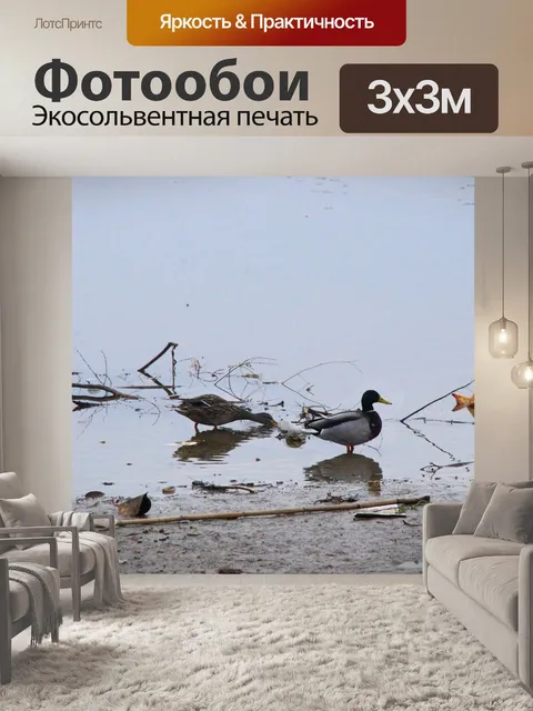 Фотообои Утки в грязной воде пруда