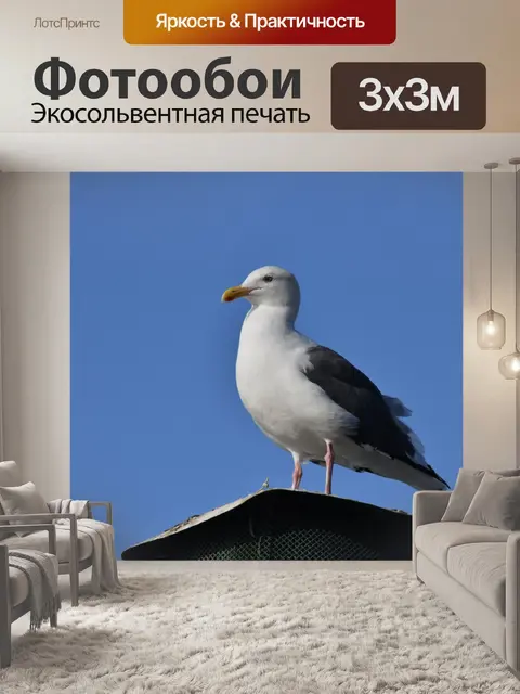 Фотообои Сидящая сельдь чайка