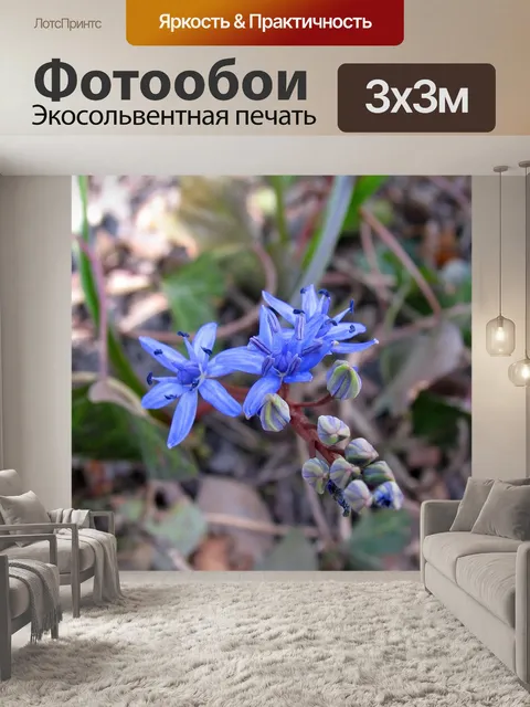 Фотообои Роща звездоцвет