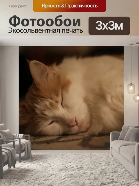 Фотообои Мейн кун