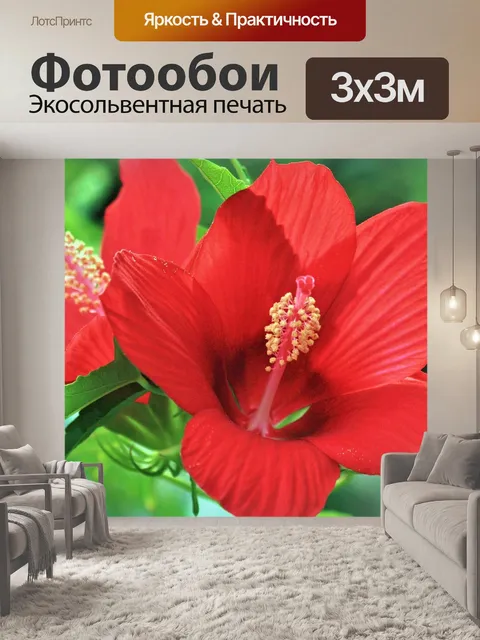 Фотообои Два красных гибискуса крупным планом