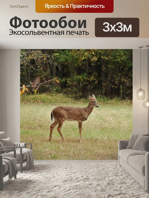 Фотообои Молодой белохвостый олень осенью