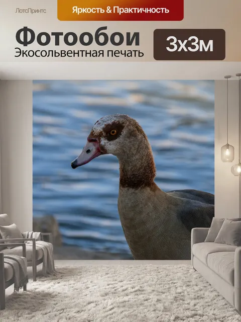 Фотообои Египетский гусь