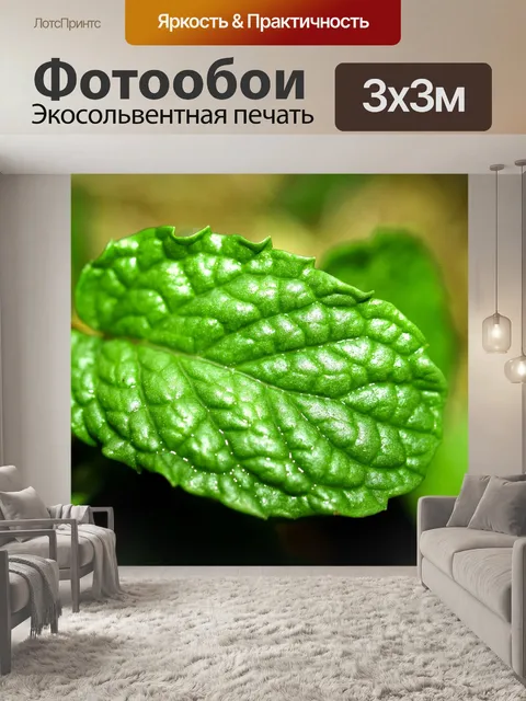 Фотообои Свежие листья мяты