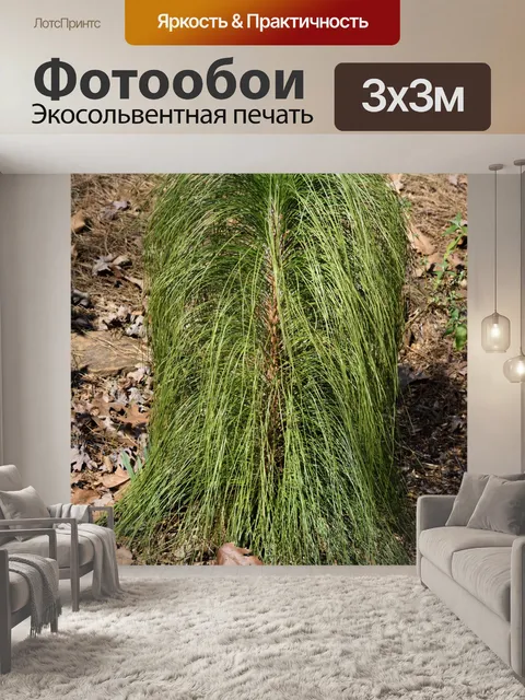 Фотообои Декоративные травы