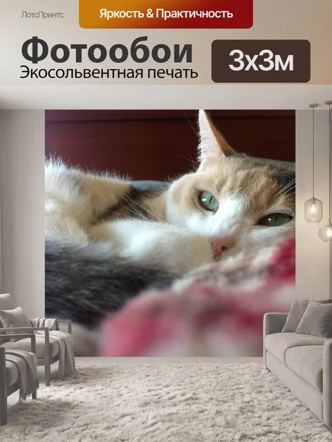 Фотообои Кошка