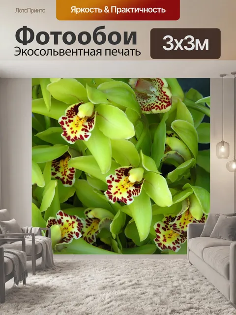 Фотообои Орхидеи