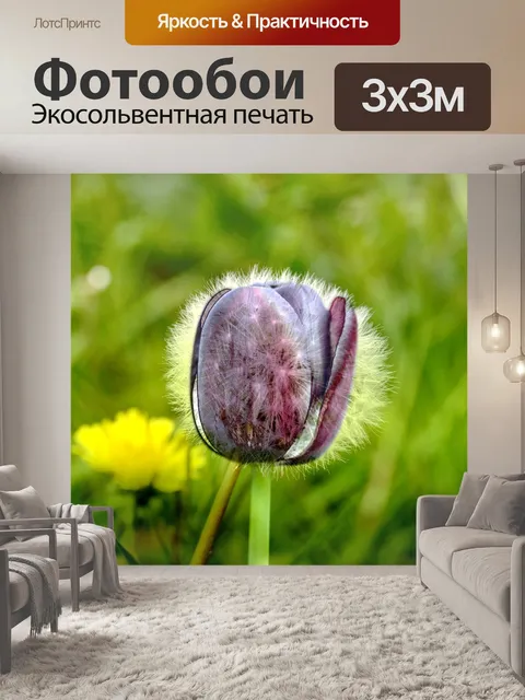 Фотообои Тюльпан