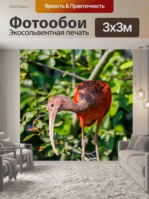 Фотообои Алый ибис