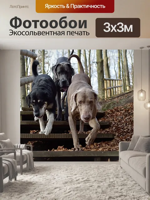 Фотообои Три собаки