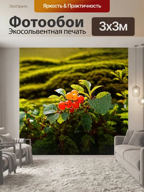 Фотообои морошка буша, яркие плоды которой, как драгоценные капли, сверкают на фоне мшистых зеленых холмов, создает…