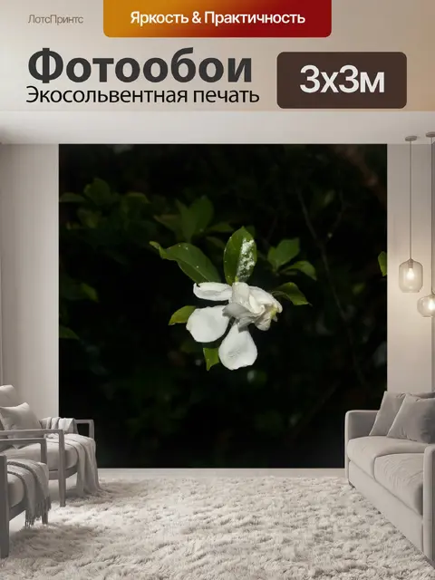 Фотообои белый гардения