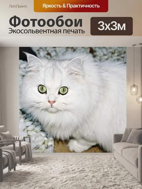 Фотообои Кот