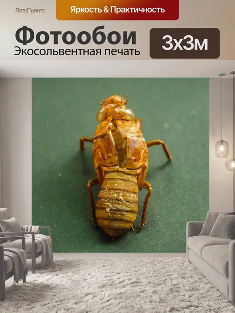 Фотообои коричневая цикада