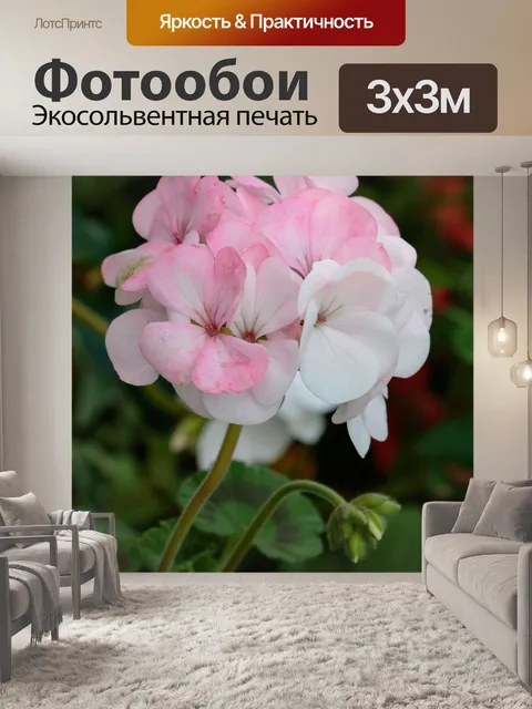 Фотообои Розовый цветок герани