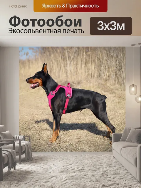 Фотообои Доберман