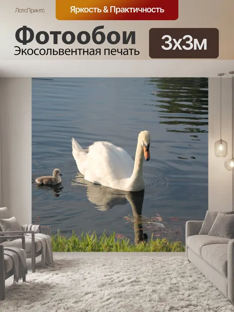 Фотообои Лебедь