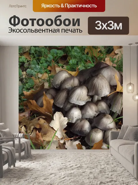 Фотообои Зонтичные грибы