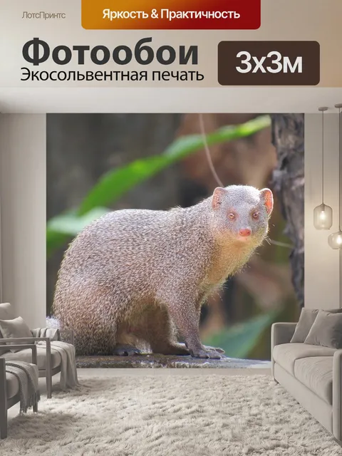 Фотообои Мангуста