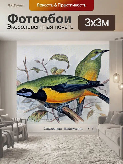 Фотообои Винтажная птица старая иллюстрация