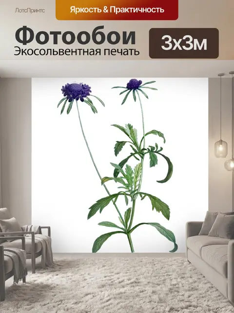 Фотообои Винтажная иллюстрация василек фиолетовый