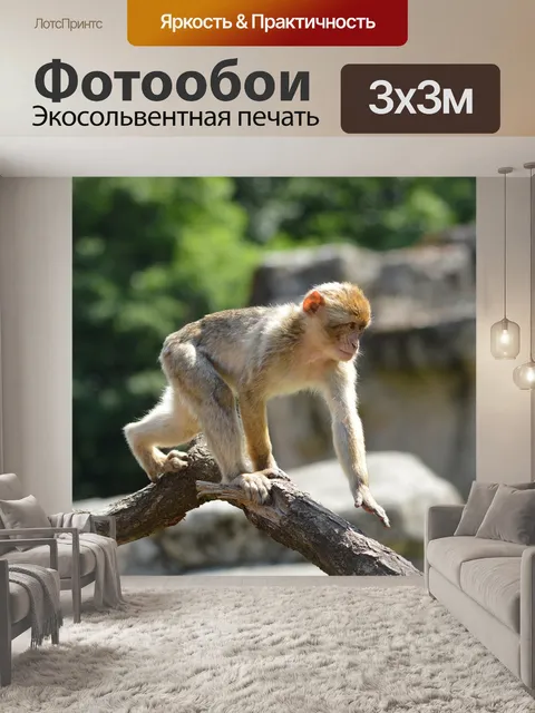 Фотообои Берберские обезьяны