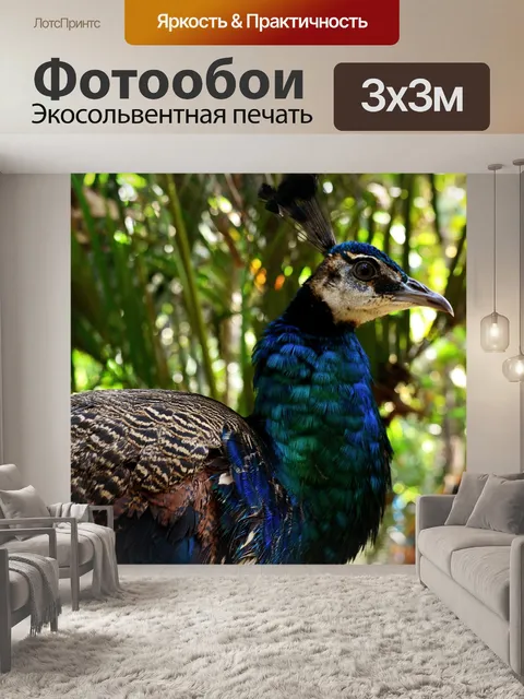 Фотообои Павлин