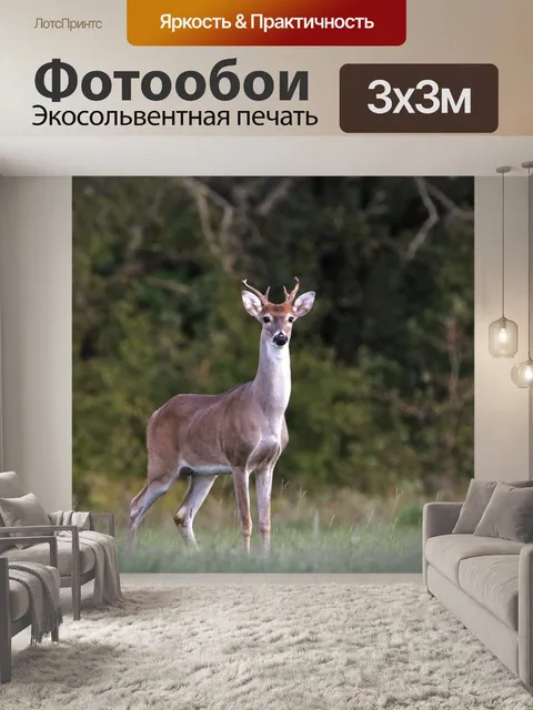 Фотообои Молодой белый хвост Бак в поле